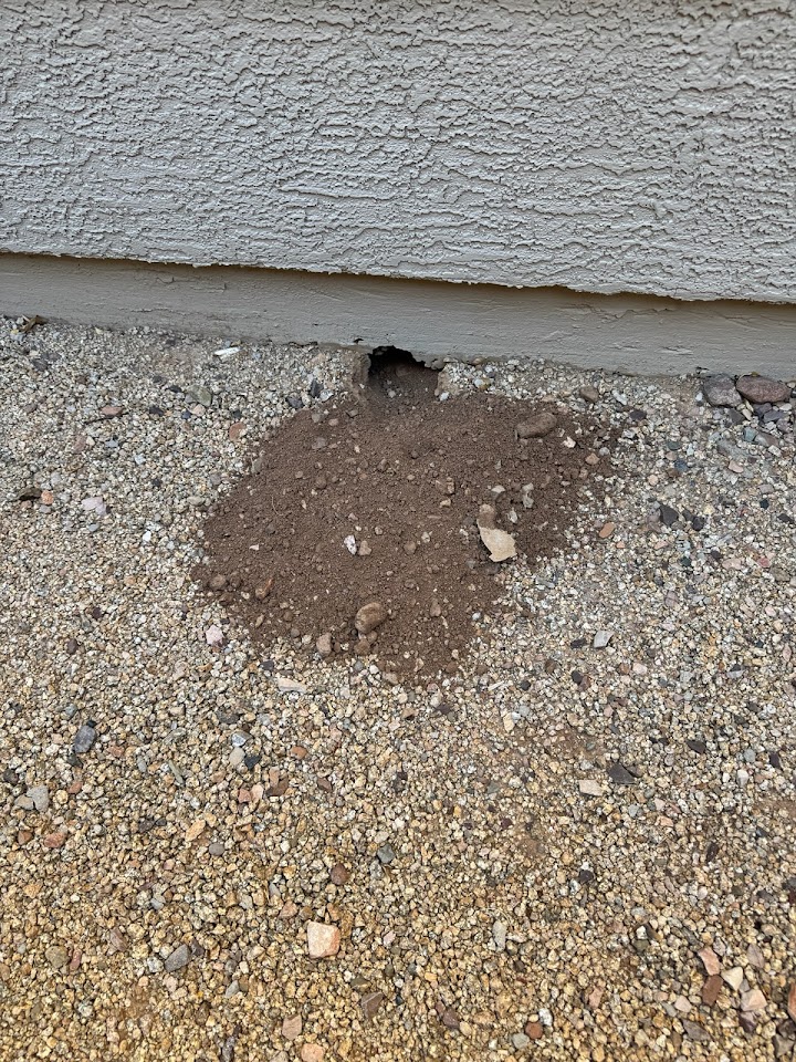 Precise Pest Solutions project